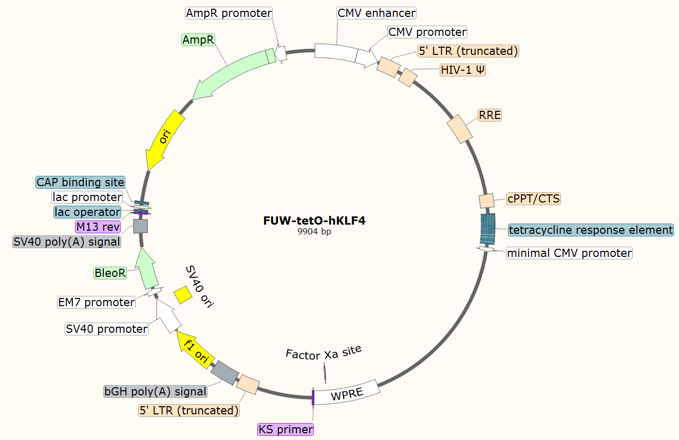 FUW-tetO-hKLF4载体图谱